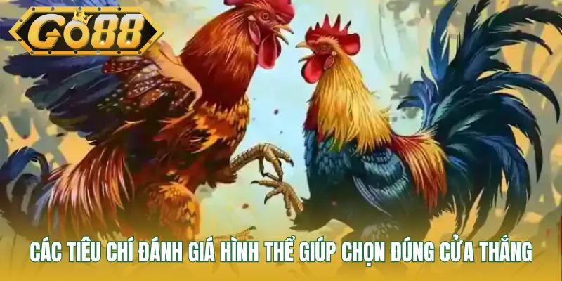 Các tiêu chí đánh giá hình thể giúp chọn đúng cửa thắng