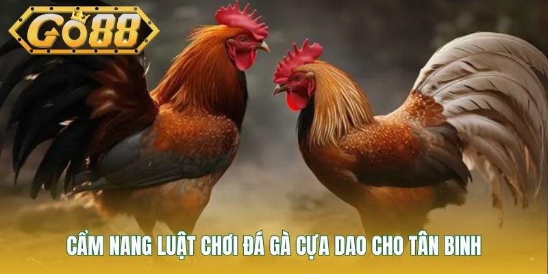Cẩm nang luật chơi đá gà cựa dao cho tân binh