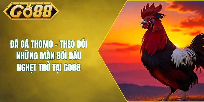 Đá Gà Thomo - Theo Dõi Những Màn Đối Đầu Nghẹt Thở Tại GO88