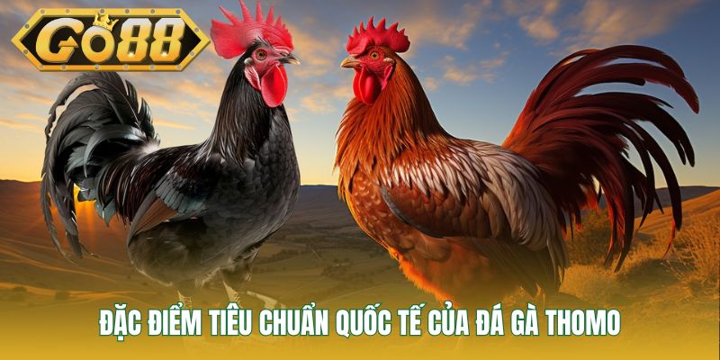 Đặc điểm tiêu chuẩn quốc tế của đá gà Thomo