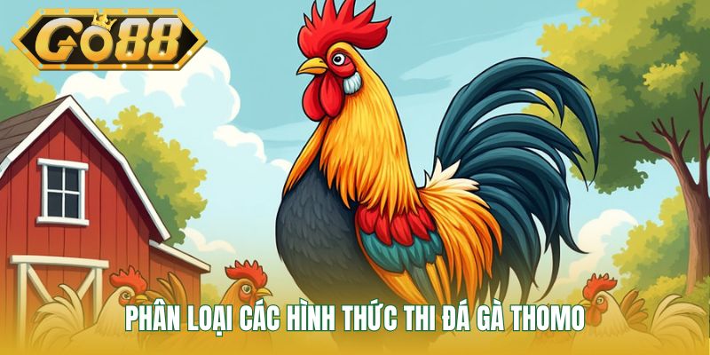 Phân loại các hình thức thi đá gà Thomo