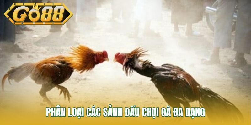 Phân loại các sảnh đấu chọi gà đa dạng