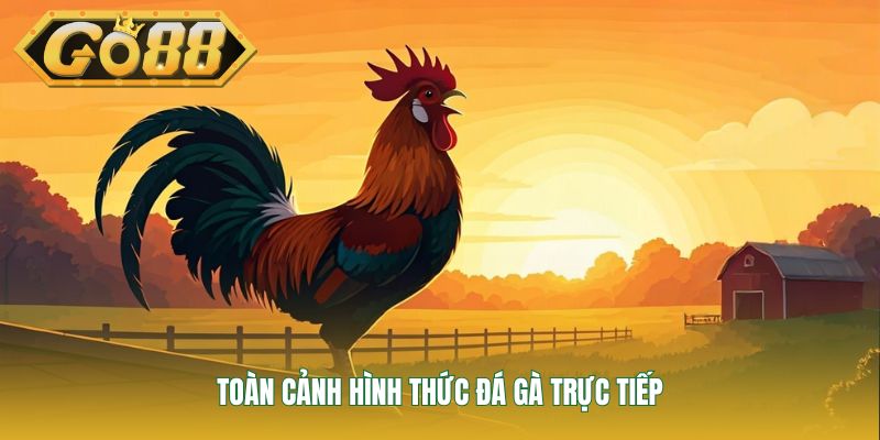 Toàn cảnh hình thức đá gà trực tiếp